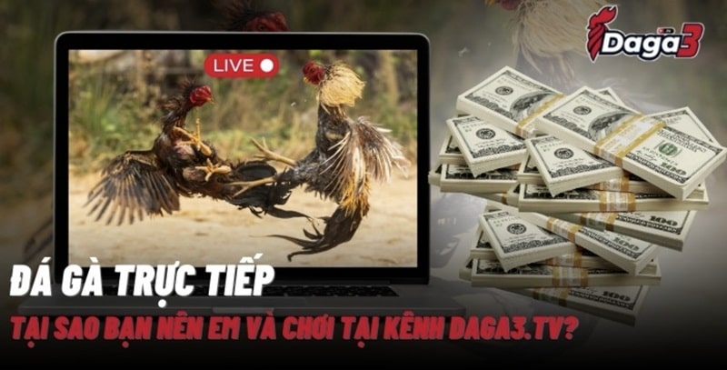 Giới thiệu về kênh đá gà trực tiếp thomo www.bancockfighting.org