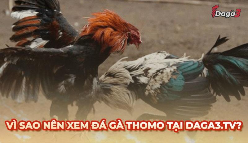 Vì sao nên chọn www.bancockfighting.org để xem đá gà trực tiếp thomo